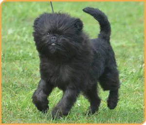 Affenpincher - Grooming vejledning